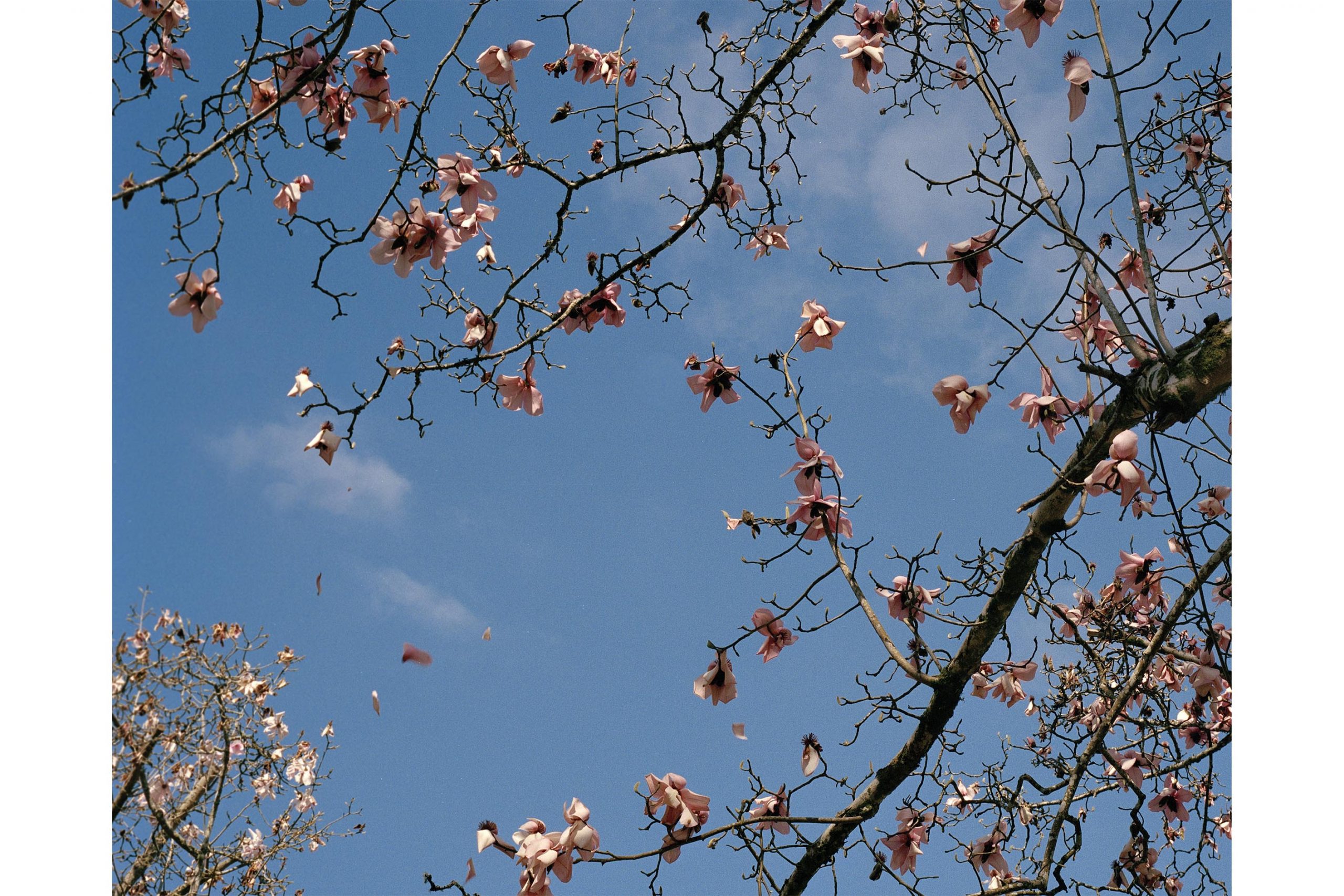 Blossoms 2.jpg