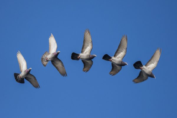 Feral Pigeon In Flight.jpg