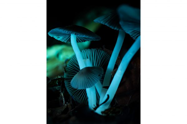JamesWylie Grisette Mushrooms MNHP.jpg
