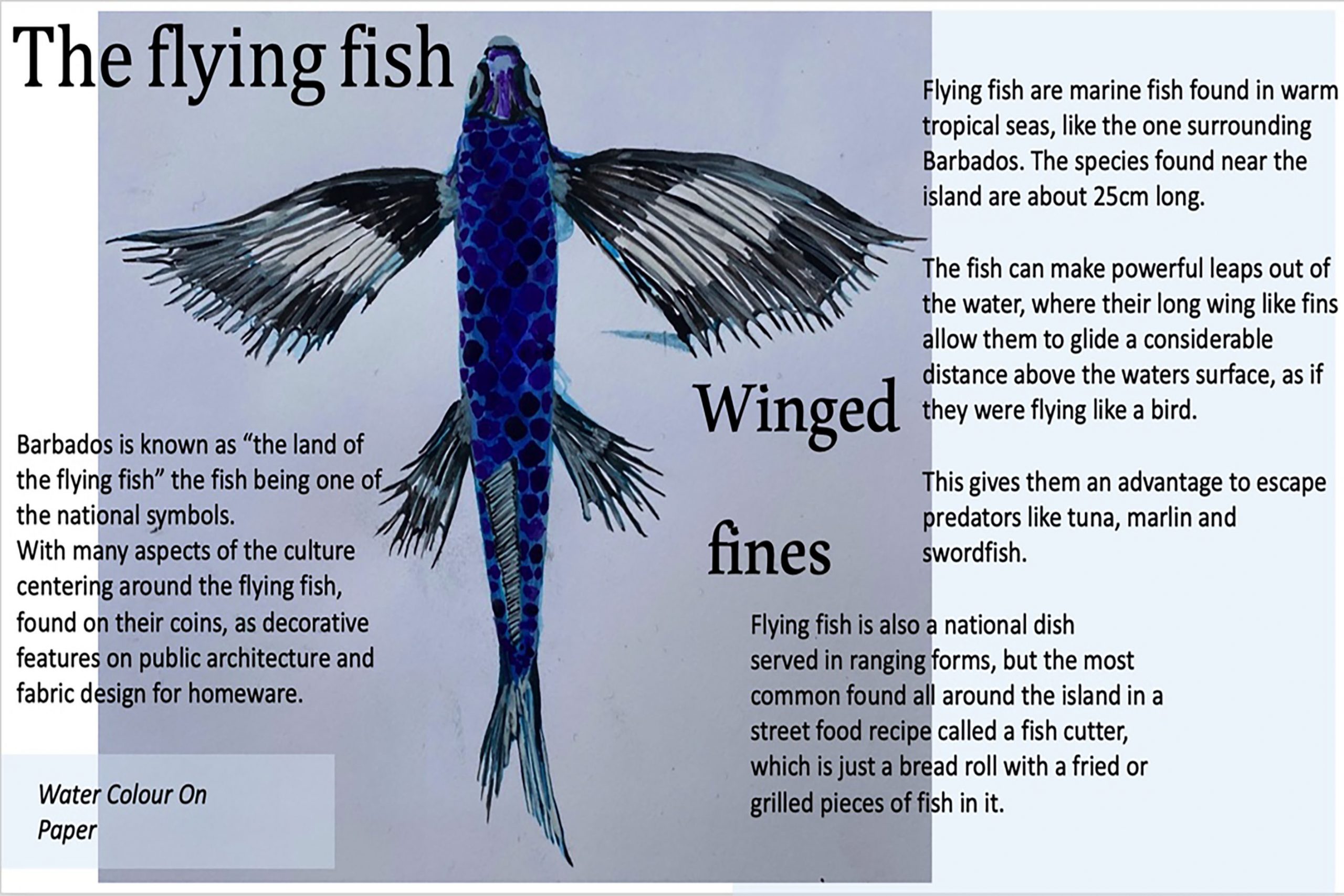 Flying Fish Page 1 Of 4.jpg