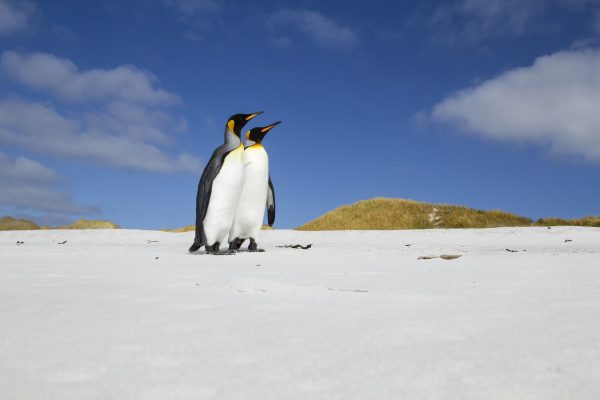 King Penguins 22.jpg